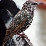 Common_starling_in_london